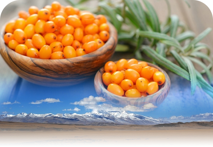 Seaberry (Seabuckthorn)