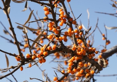 Seaberry (Sea Buckthorn) - The Miracle Berry