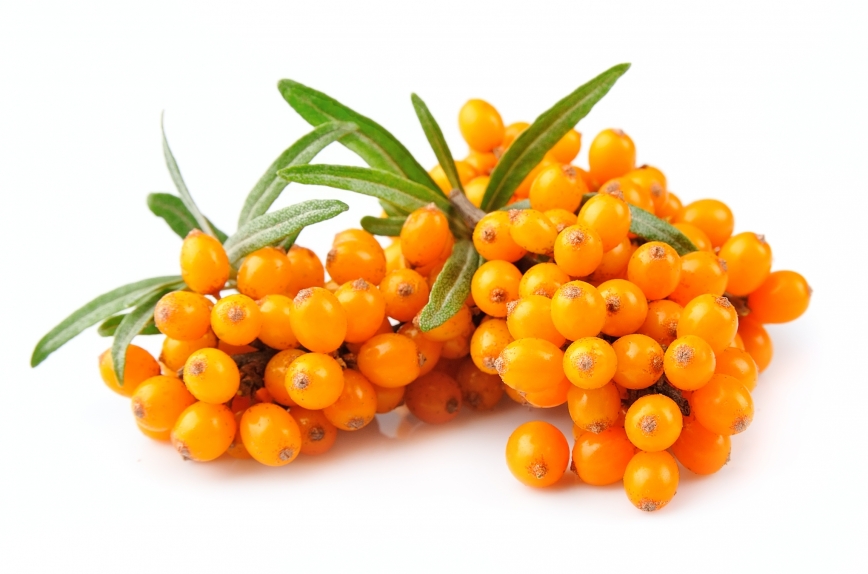 Puredia Seaberry (Seabuckthorn) - Sea buckthorn-whey protein encapsulation: A boon for sports nutrition?