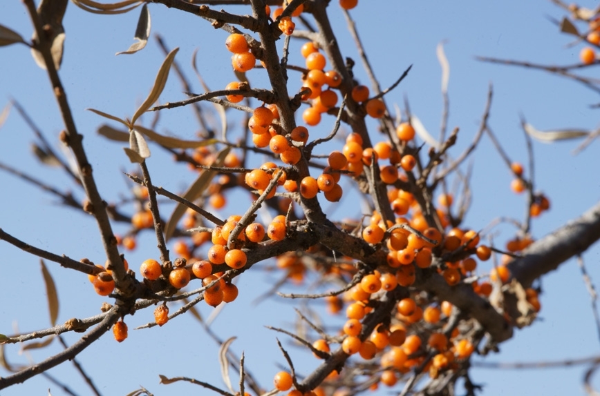 Seaberry (Sea Buckthorn) - The Miracle Berry