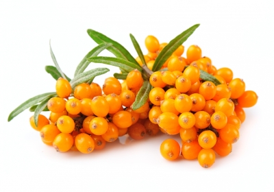 Puredia Seaberry (Seabuckthorn) - Sea buckthorn-whey protein encapsulation: A boon for sports nutrition?